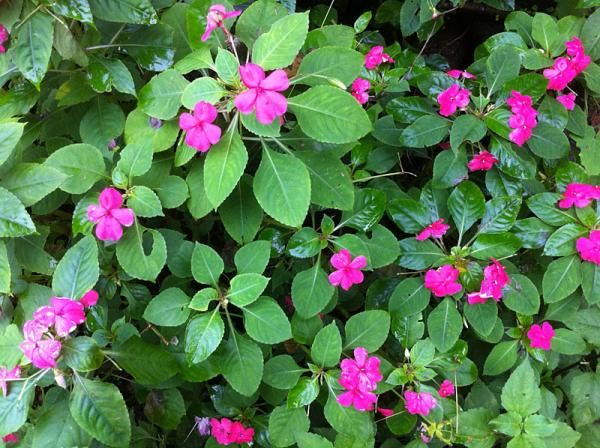 Impatiens also grow along the road side