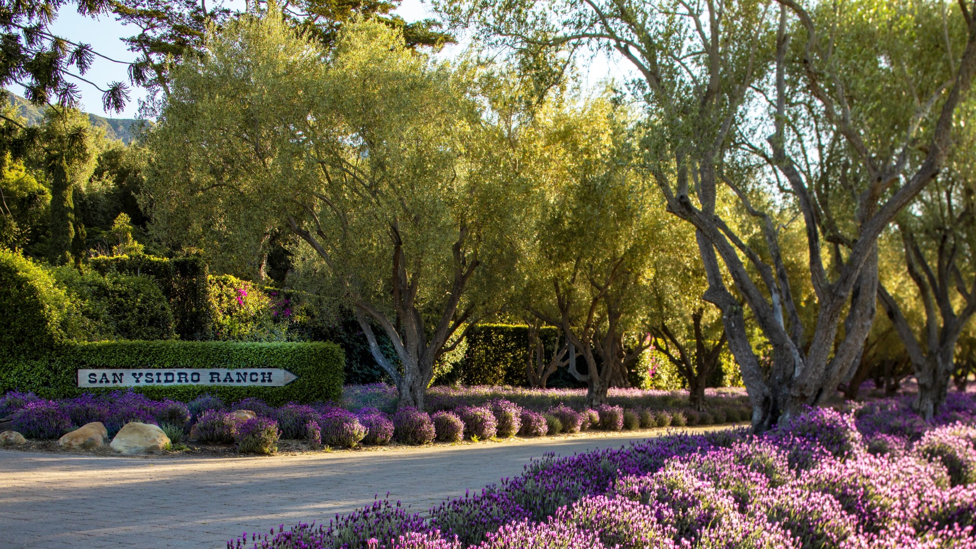 The lavender-lined entrance to San Ysidro Ranch