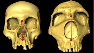 Two skulls comparing the shape of nasal cavities. 