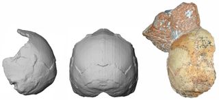 This is the oldest known modern human skull in Eurasia, dating to about 210,000 years ago. Here, you can see the partial skull (right), its virtual reconstruction (middle) and a virtual side view.