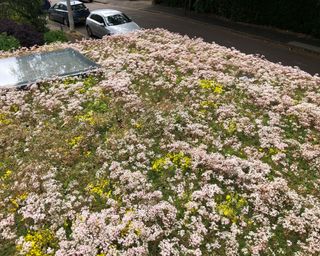 flowers on green living roof on house - iguanas-architects-green-roof