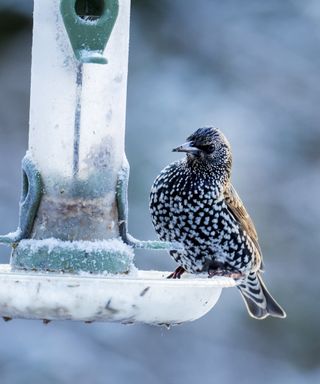 A Starling, Sturnus vulgaris on a bird feeder