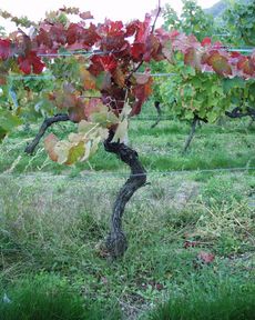 St Joseph Syrah