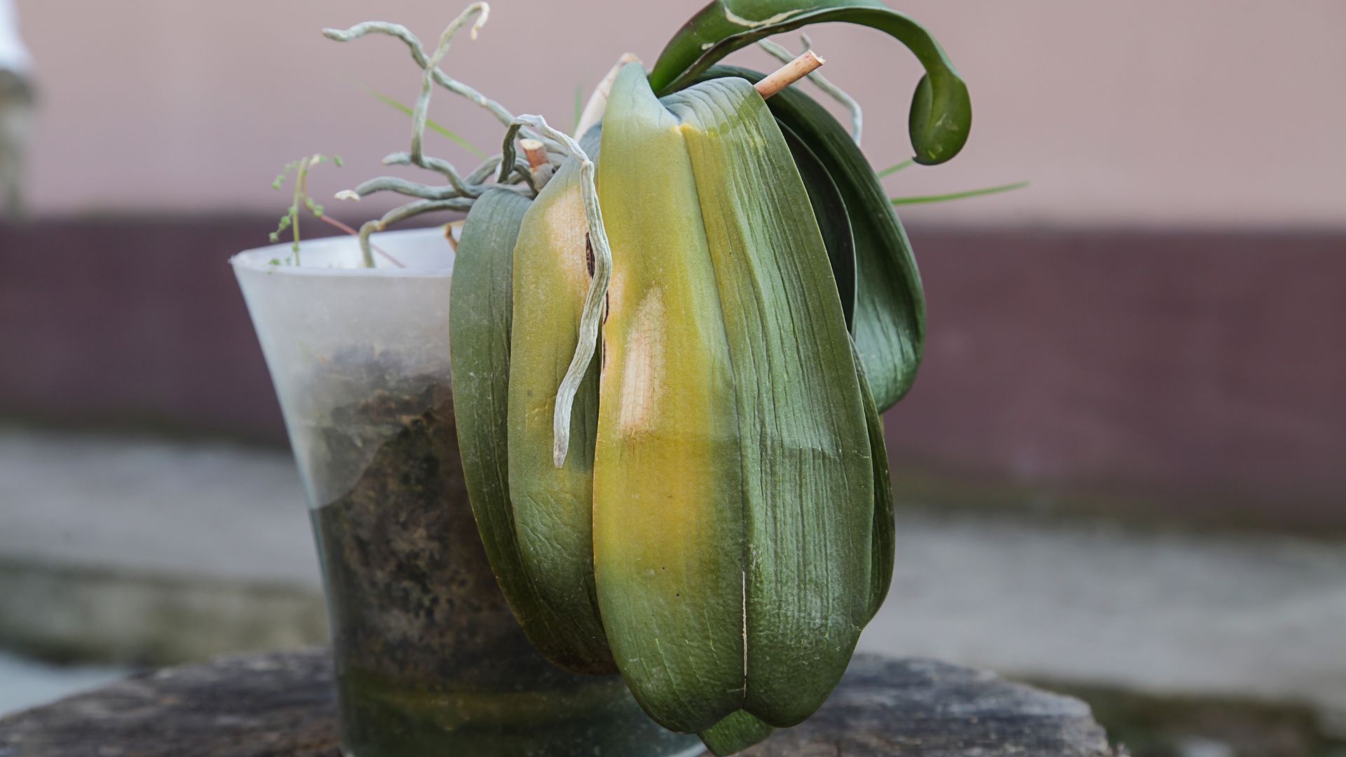 picture of drooping orchid with yellowing leaves