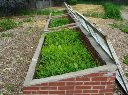 Plants Growing In Cold Frames