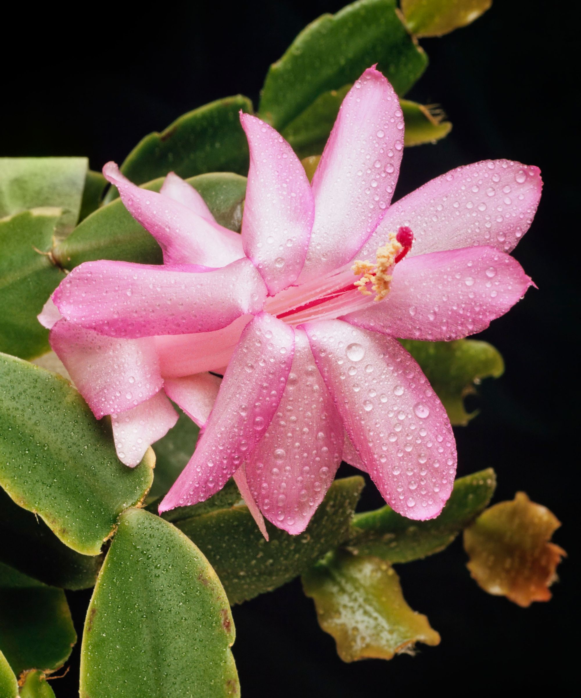 How to prune Christmas cactus expert tips on when and how