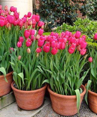 Four bright pink tulips plants in brown terracotta pots on gray steps, with dark and light green shrubbery in the background