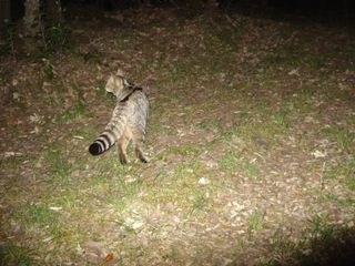 Wildcat at Night