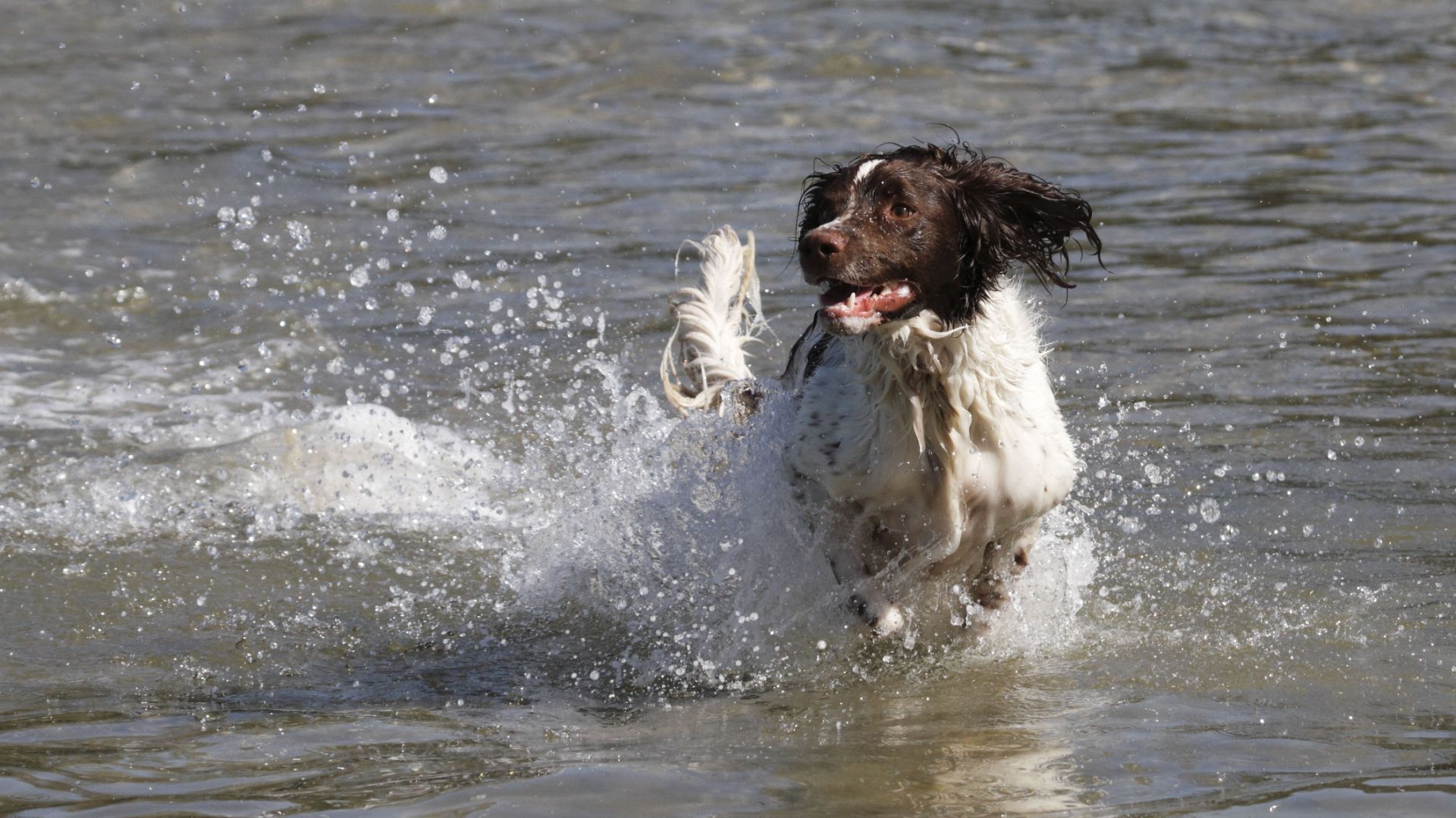 English Springer Spaniel playing in water