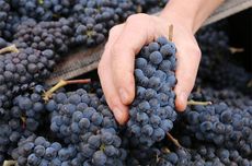 oregon harvest 2016, pinot meunier