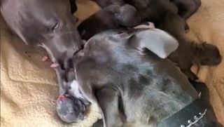 Daddy Pit Bull meets his puppies for the first time