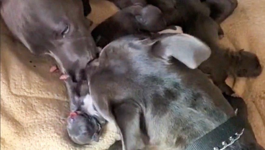 Daddy Pit Bull meets his puppies for the first time