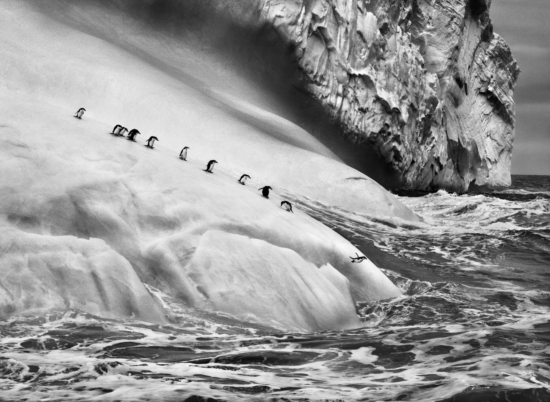 A line of small Chinstrap Penguins descends a massive, steep, snow-covered iceberg into a churning ocean, with one penguin mid-air in its dive.