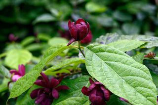 Sinocalycalycanthus raulstonii red burgundy flower flowers shrub shrubs carolina allspice flowering scent scented RM Floral