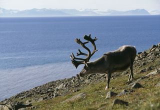 a reindeer in Svalbard, Norway.