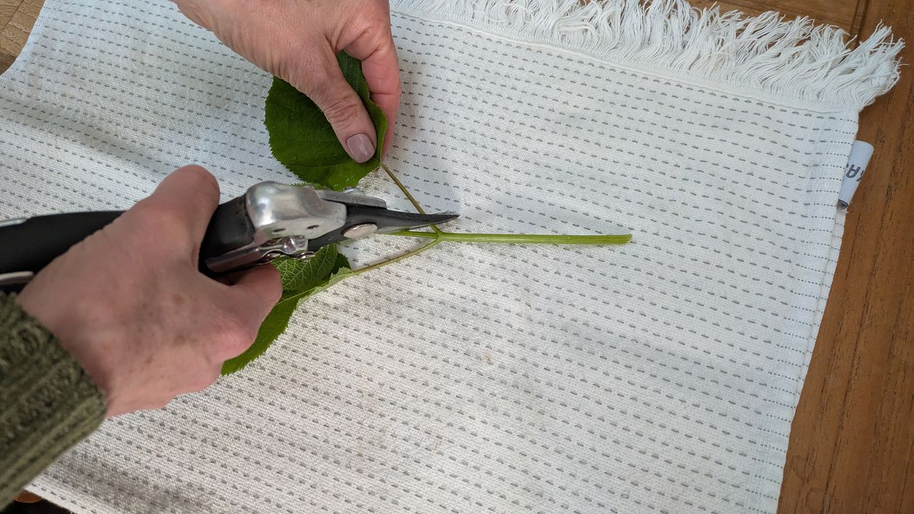 Hydrangea cutting