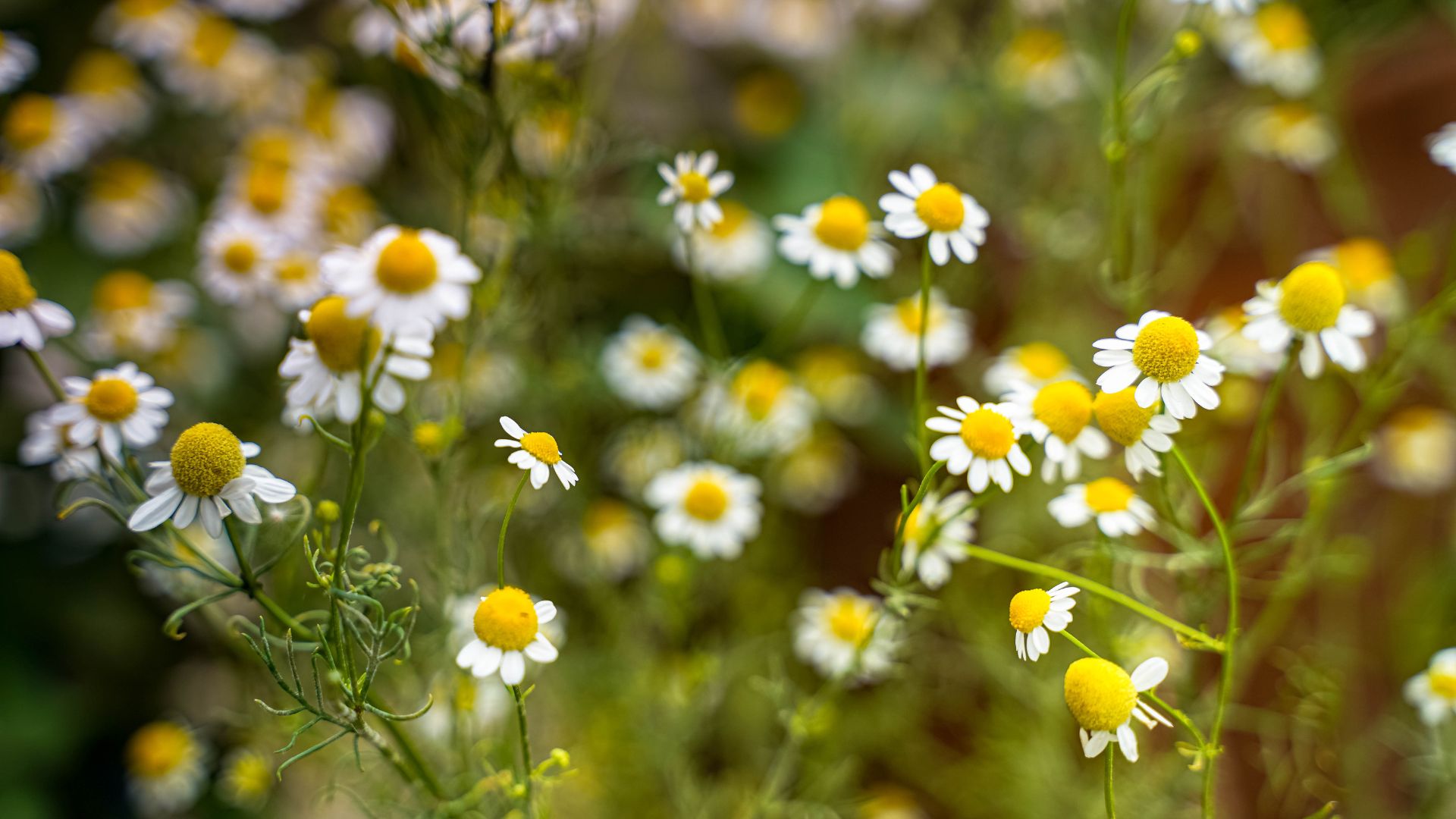 picture of wild chamomile in the field