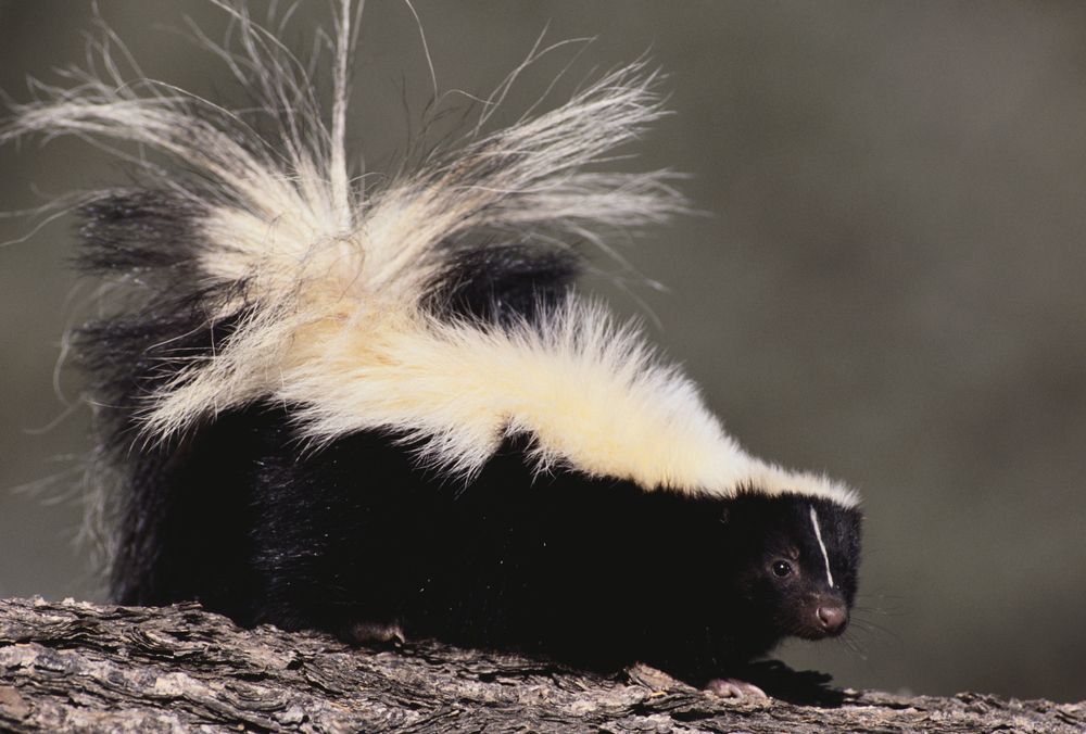 Striped skunk