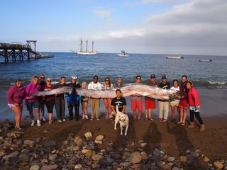 This 18-foot-long (5.5 meters) oarfish was found off a beach in Southern California on Oct. 13, 2013, and is held here by staff from the Catalina Island Marine Institute.