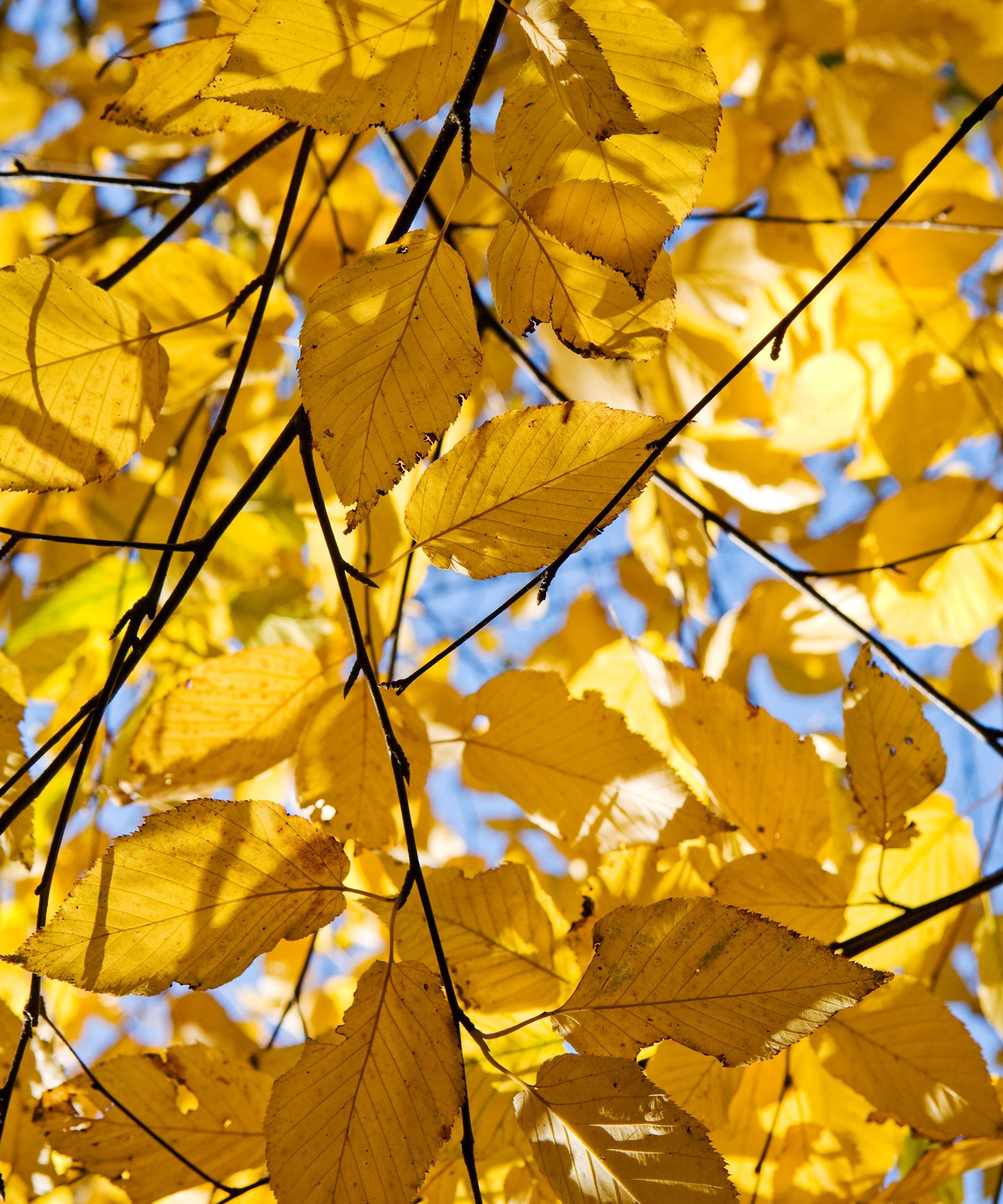 Birch trees care and growing guide expert gardening tips Gardeningetc