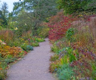 Herbaceous border in the fall