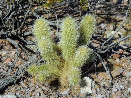 Group Of Chain Cholla Cacti