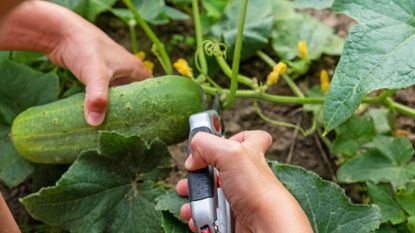 How to prune cucumber plants - using secateurs