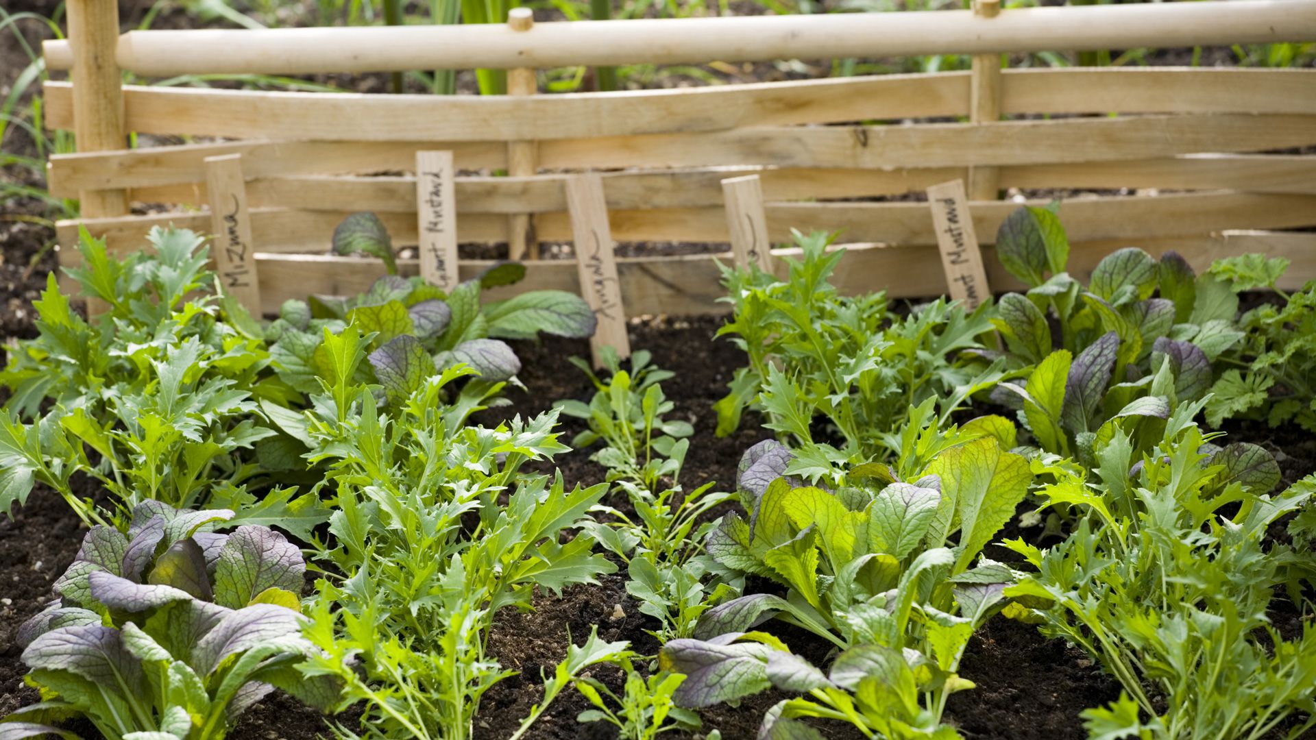 salad leaves growing in soil