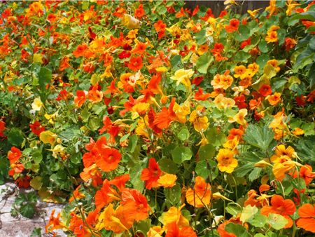 Plethora Of Red-Yellow Nasturtium Flowers