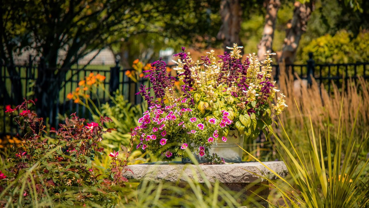 Annual flowers growing in a metal container in a backyard