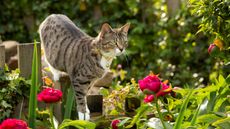 A cat climbing on a backyard fence with flowers