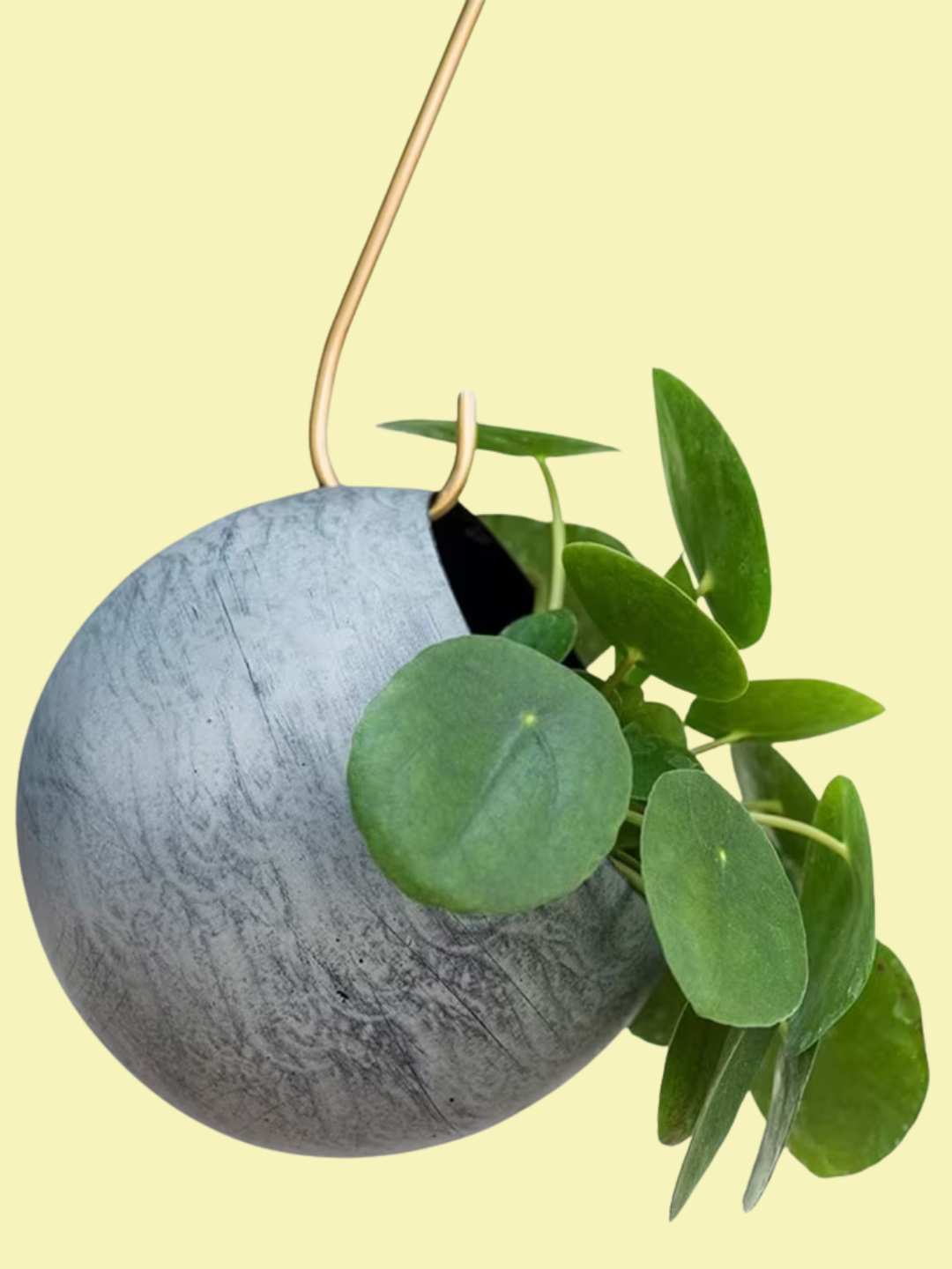 A Chinese money plant on a gold hook in a sphere hanging planter from Crocus