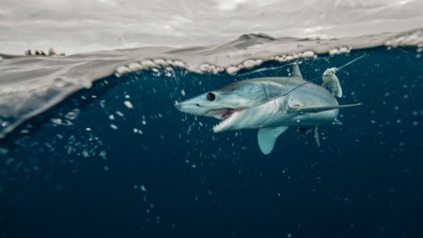 How to catch sharks: the best methods for catch and release shark fishing