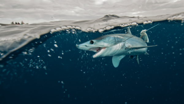Buy Shark Fishing Rigs & Leaders - American Sea Fishing