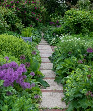 Straight garden path between evergreen planting with alliums and hostas