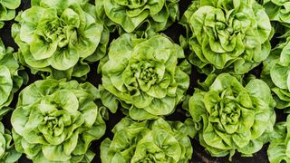 A field of green lettuces growing