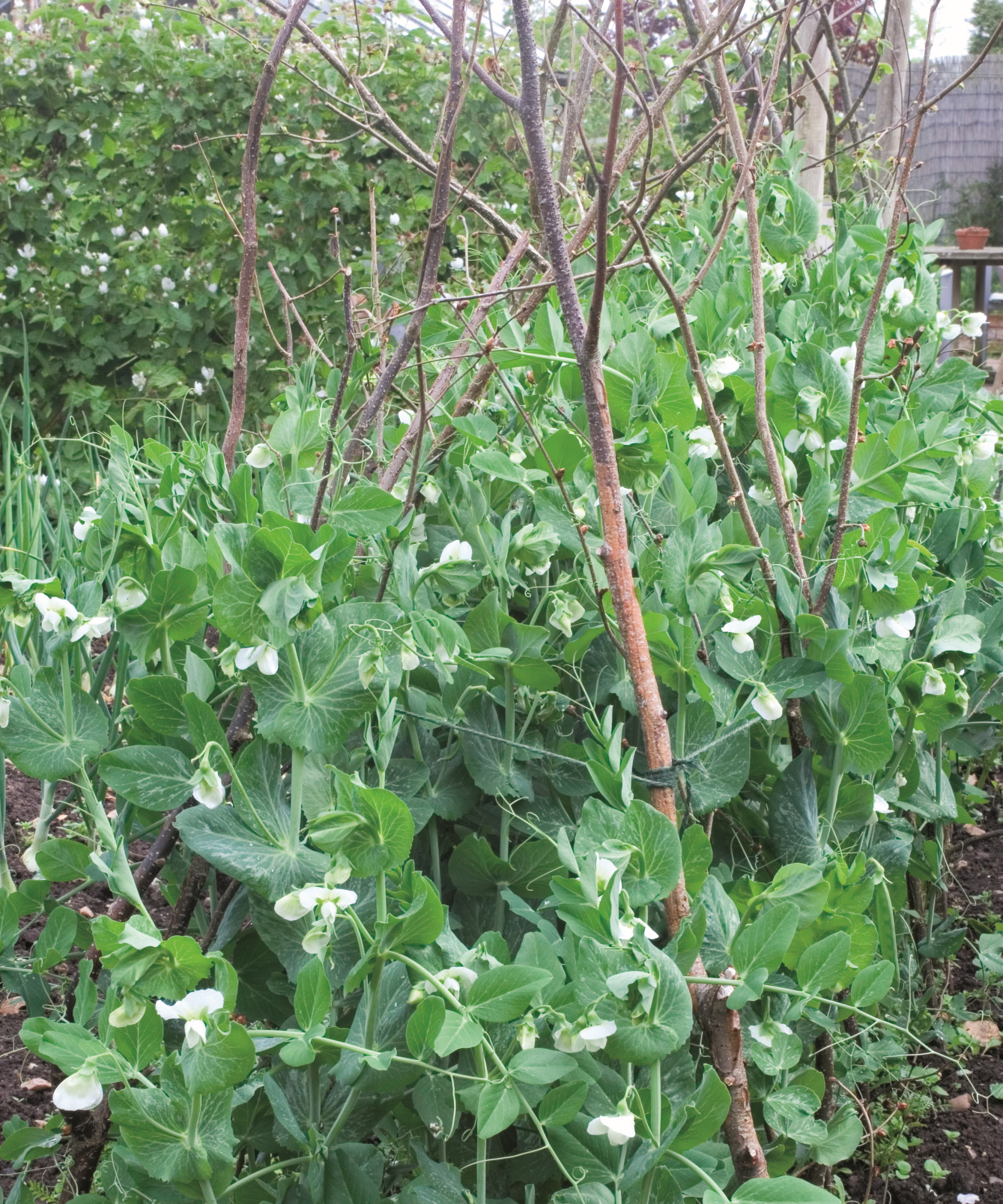 Peas growing up pea sticks