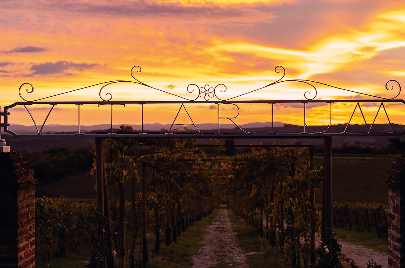 The experimental Vitiarium vineyard