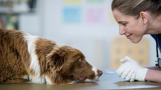 32 common dog behavior problems and solutions