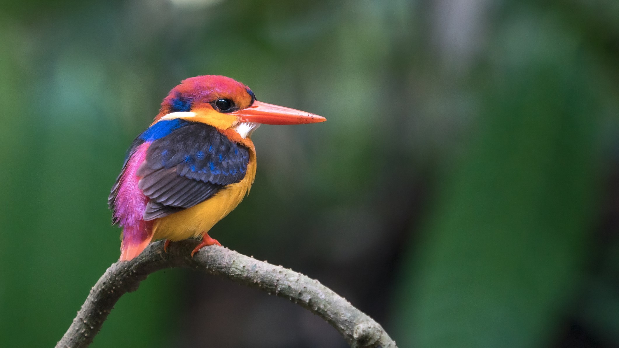 A black-backed dwarf kingfisher sitting on a branch while looking to its right.