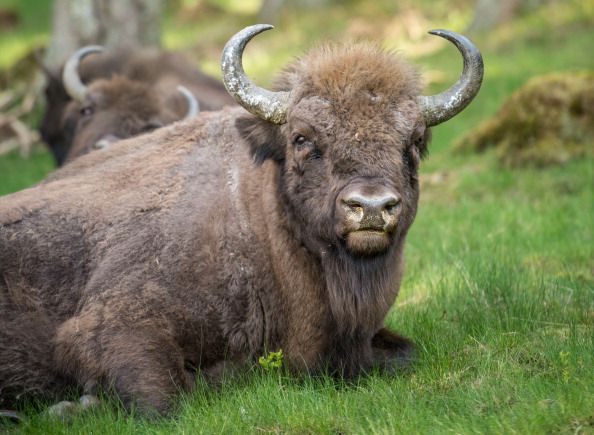 A bison on a mountain range in Germany