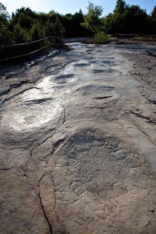 These newly discovered footprints and handprints make up the longest sauropod trackway on record.