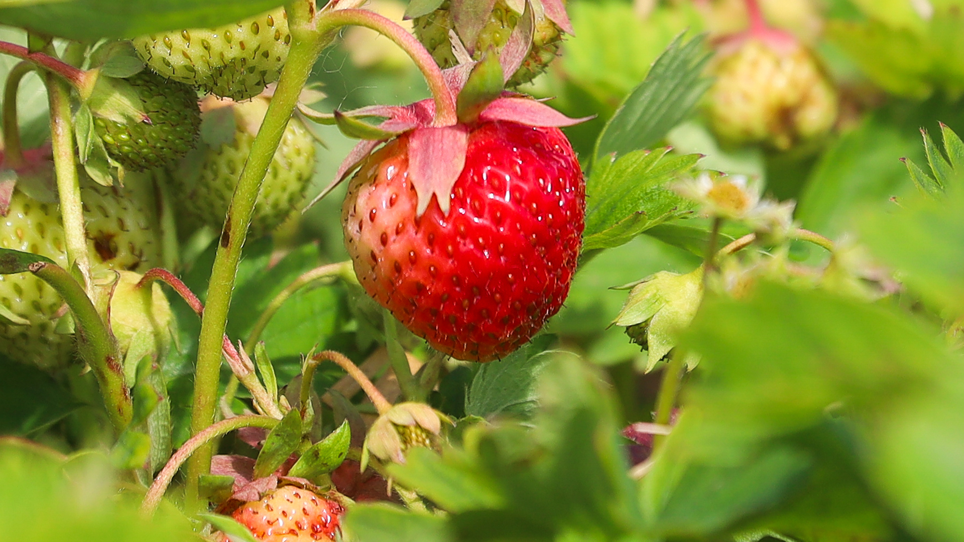Strawberry growing