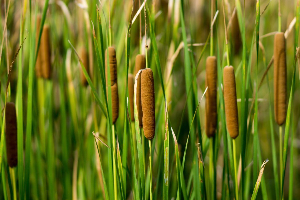 Cattail Plants