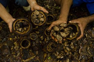Harvesting Nuts From The Amazon