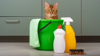 A funny cat sits in a bucket next to detergents and a rag