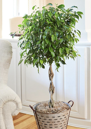 Ficus Benjamina in a grey pot