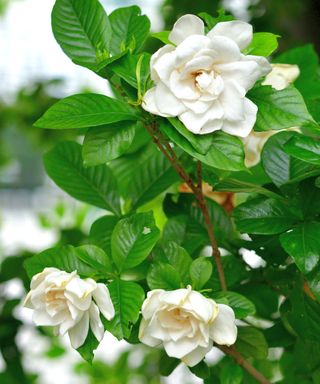 White gardenia flowers on shrub