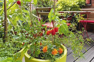 marigold and vegetables in garden pots