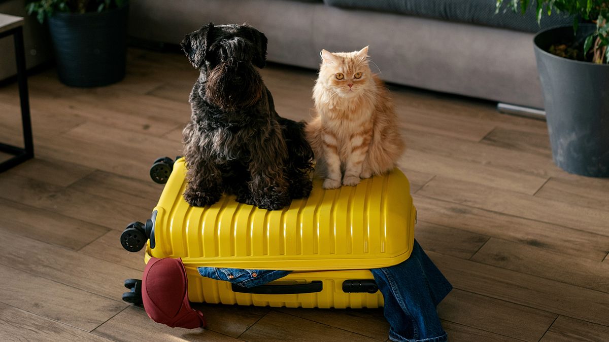 Dog and cat sitting on suitcase